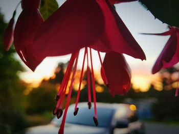 Close-up of red rose hanging on plant