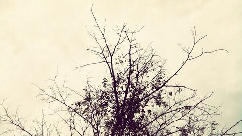 Low angle view of bare tree against sky