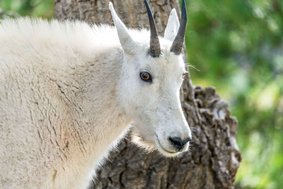 Close-up of a white goat