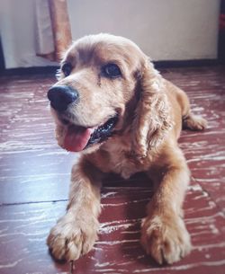 Dog looking away while sitting on wooden floor