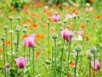 Close-up of pink poppy flowers in field