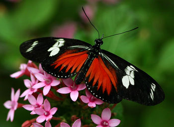 Close-up of butterfly pollinating on flower