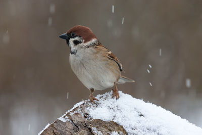 Field sparrow in light snowfall on a rock