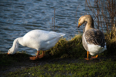 Birds on lakeshore