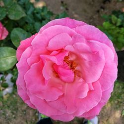 Close-up of pink rose flower