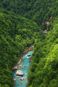 Scenic view of river passing through forest