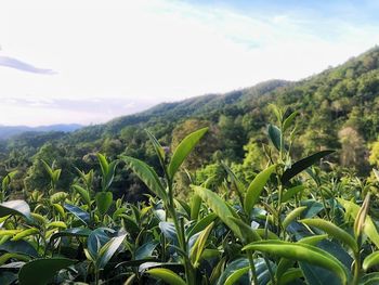 Scenic view of green landscape against sky