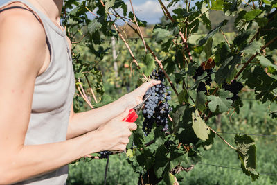 Rear view of woman collecting bunch of grapes from the vine