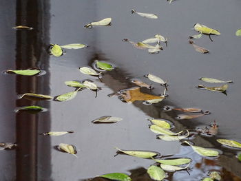 Ducks floating on lake