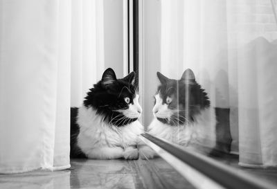 Cat looking through window at home