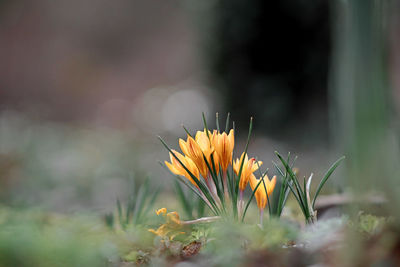 Close-up of yellow flowering plant in field