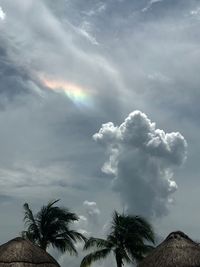 Low angle view of palm trees against sky