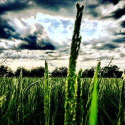 Close-up of wheat growing on field against sky