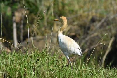 Bird perching on a field