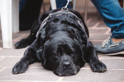 Low section of person sitting on black dog