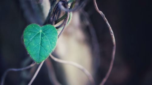 Close-up of leaves on plant