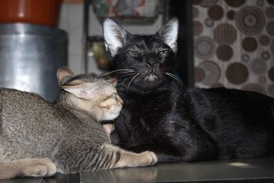 Close-up of cats relaxing at home