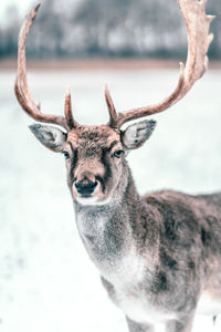 Portrait of deer