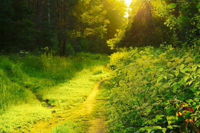 Dirt road passing through forest