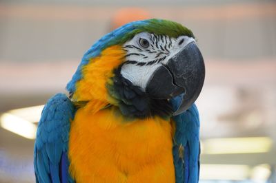 Close-up of a parrot