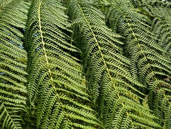 Full frame shot of green leaves