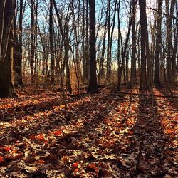 Autumn leaves in forest