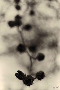 Close-up of tree against sky