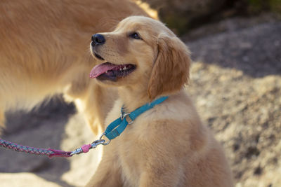 Dog looking away