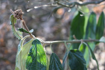 Close-up of fruit on plant