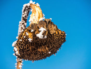 Dead plants against clear sky