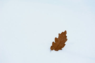 Close-up of dry leaf against white background