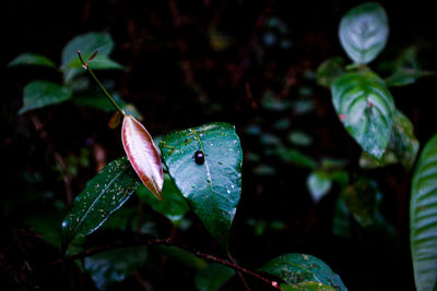 Close-up of green leaf on plant