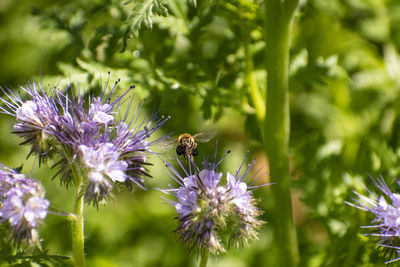 Close-up of bee pollinating on purple flower