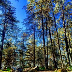 Low angle view of trees against blue sky