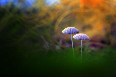 Close-up of mushroom growing in forest