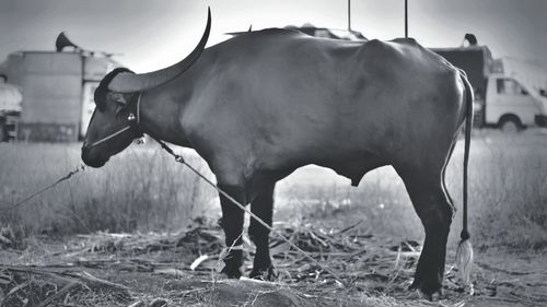 Cow standing in a field