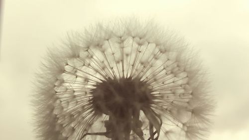 Close-up of dandelion flower