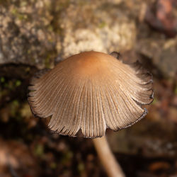mushroom