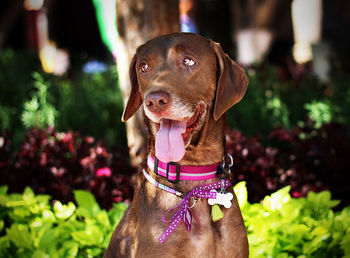 Close-up of a dog looking away