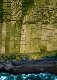 Reflection of trees in water