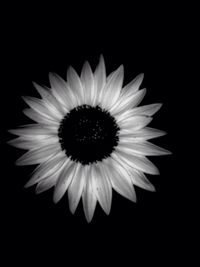 Close-up of flower over black background