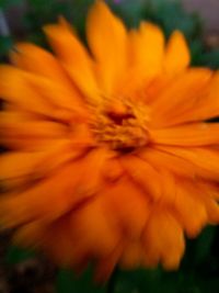 Close-up of yellow flower