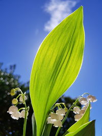 Low angle view of green plant against sky