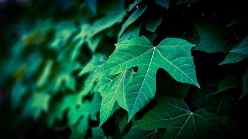 Close-up of green leaves