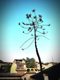 Low angle view of trees against clear sky