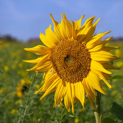 Close-up of insect on yellow flower