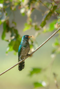 Close-up of bird perching on branch