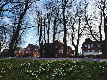 Trees and houses on field against sky