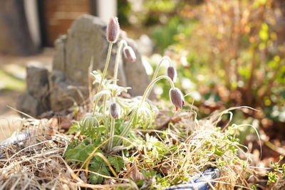 Close-up of plants growing on field