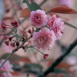 Close-up of pink cherry blossoms